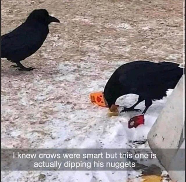 daily dose of randoms -  crow dipping nuggets in sauce - I knew crows were smart but this one is actually dipping his nuggets