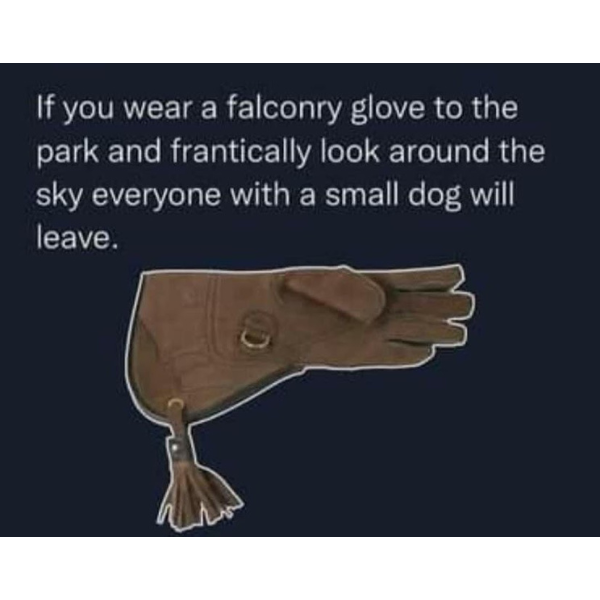 funny pics and memes - elizabeth anderson quotes - If you wear a falconry glove to the park and frantically look around the sky everyone with a small dog will leave.