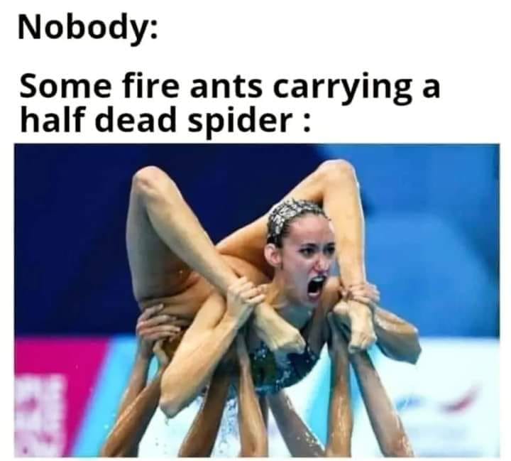 funny memes and pics - legarra queen of the legs from hell - Nobody Some fire ants carrying a half dead spider