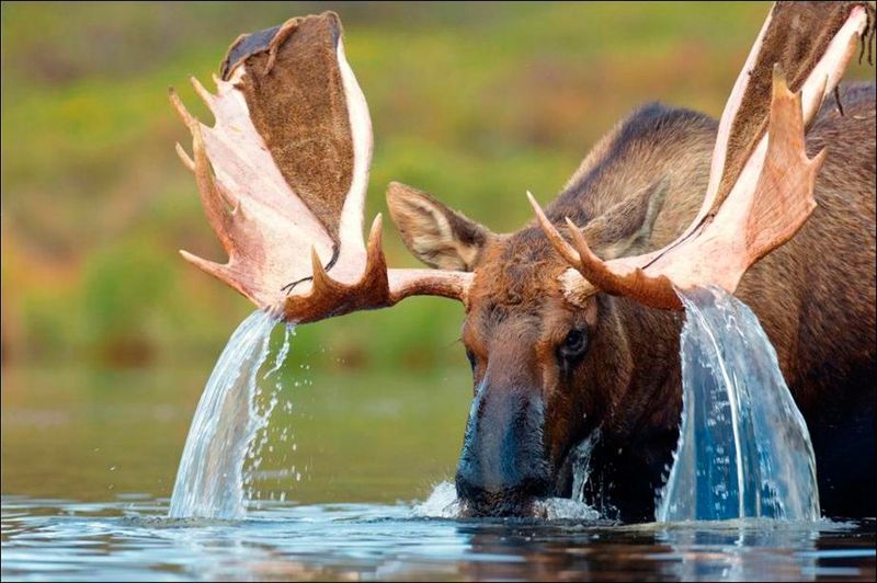 cool random pics and memes - water moose