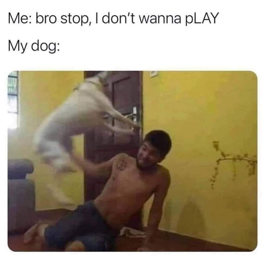 cool random pics and memes - bro stop i dont wanna play - Me bro stop, I don't wanna pLAY My dog