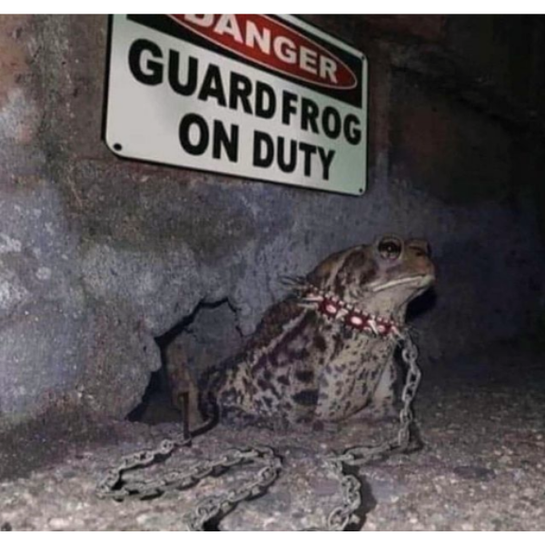 cool random pics and memes - enter at your own risk meme - Anger Guard Frog On Duty