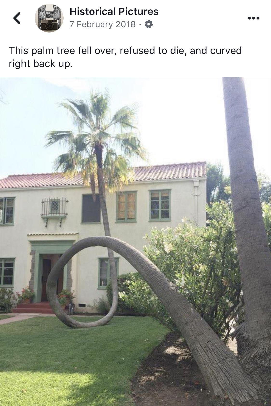 cool random pics and memes - funny tree grow - Historical Pictures . This palm tree fell over, refused to die, and curved right back up. S
