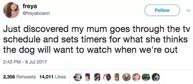 cool random pics and memes - ted bundy twitter netflix - freya Just discovered my mum goes through the tv schedule and sets timers for what she thinks the dog will want to watch when we're out 2,356 14,011