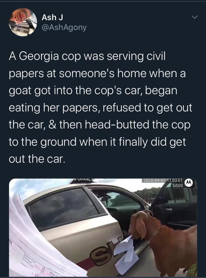 cool random pics and memes - car - Ash J A Georgia cop was serving civil papers at someone's home when a goat got into the cop's car, began eating her papers, refused to get out the car, & then headbutted the cop to the ground when it finally did get out 