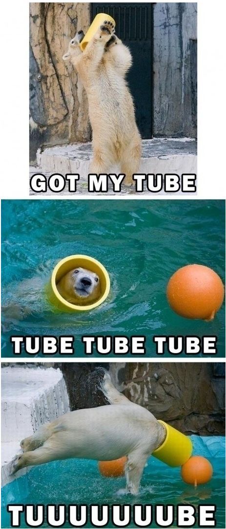 funny memes and pics the daily dose - tube bear - Got My Tube Tube Tube Tube Tuuuuuuube