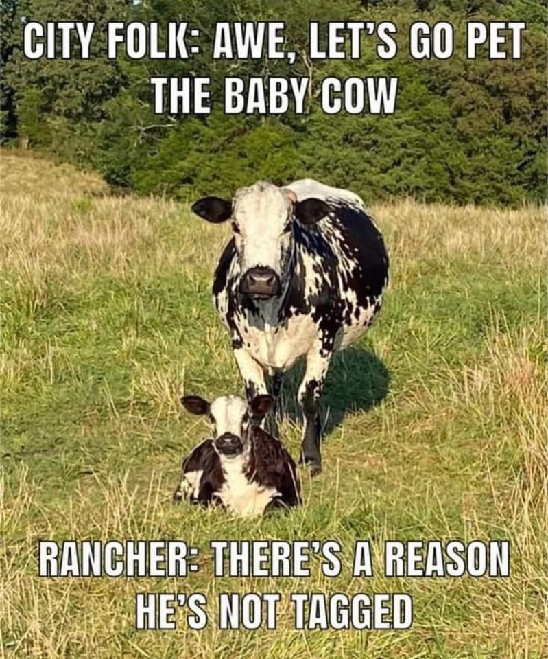 funny memes and pics the daily dose - farm humor memes - City Folk Awe, Let'S Go Pet The Baby Cow Rancher There'S A Reason He'S Not Tagged