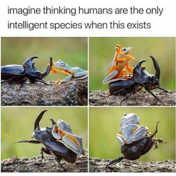 funny memes and pics the daily dose - fauna - imagine thinking humans are the only intelligent species when this exists