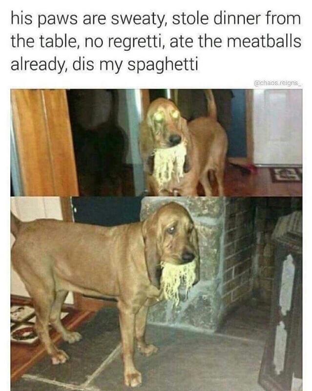 funny memes and pics the daily dose - dog spaghetti meme - his paws are sweaty, stole dinner from the table, no regretti, ate the meatballs already, dis my spaghetti Cippe. .reigns