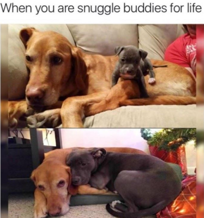 cool pics and funny memes - Dog - When you are snuggle buddies for life