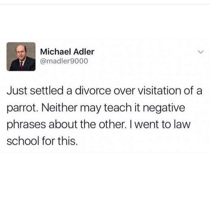 cool pics and funny memes - went to law school - Michael Adler 9000 Just settled a divorce over visitation of a parrot. Neither may teach it negative phrases about the other. I went to law school for this.