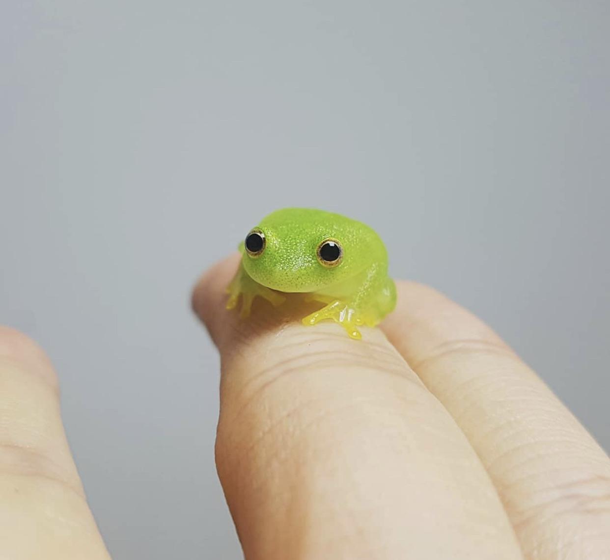 cool pics and funny memes - small frog on finger