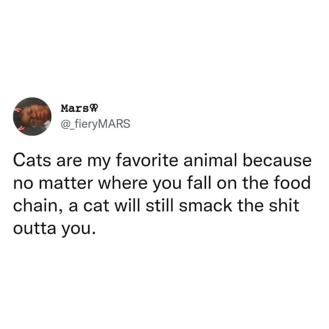 cool pics and funny memes - Mars Cats are my favorite animal because no matter where you fall on the food chain, a cat will still smack the shit outta you.
