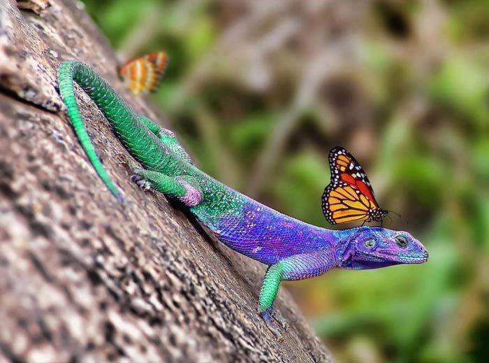 cool pics and funny memes - butterfly and lizard