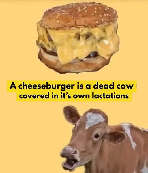 daily dose of pics and memes - fauna - A cheeseburger is a dead cow covered in it's own lactations