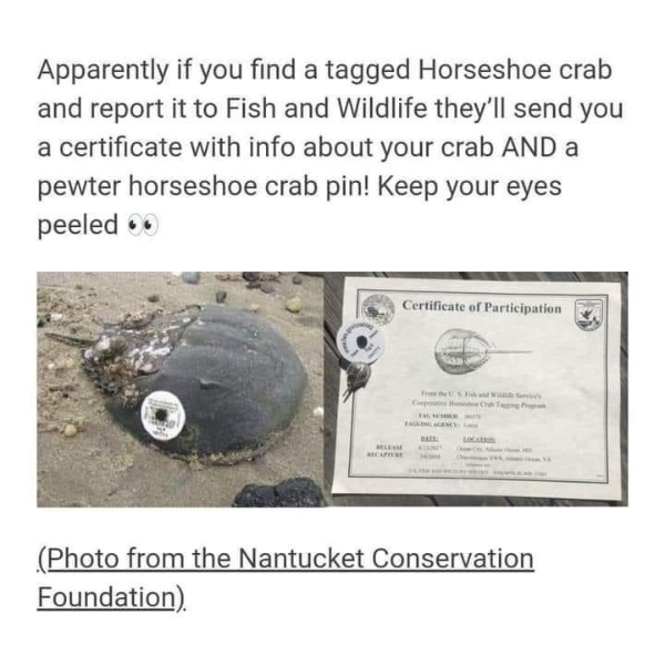 daily dose of pics and memes - Apparently if you find a tagged Horseshoe crab and report it to Fish and Wildlife they'll send you a certificate with info about your crab And a pewter horseshoe crab pin! Keep your eyes peeled Certificate of Participation R