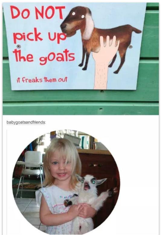 daily dose of pics and memes - pet - Do Not pick up the goats it freaks them out babygoatsandfriends