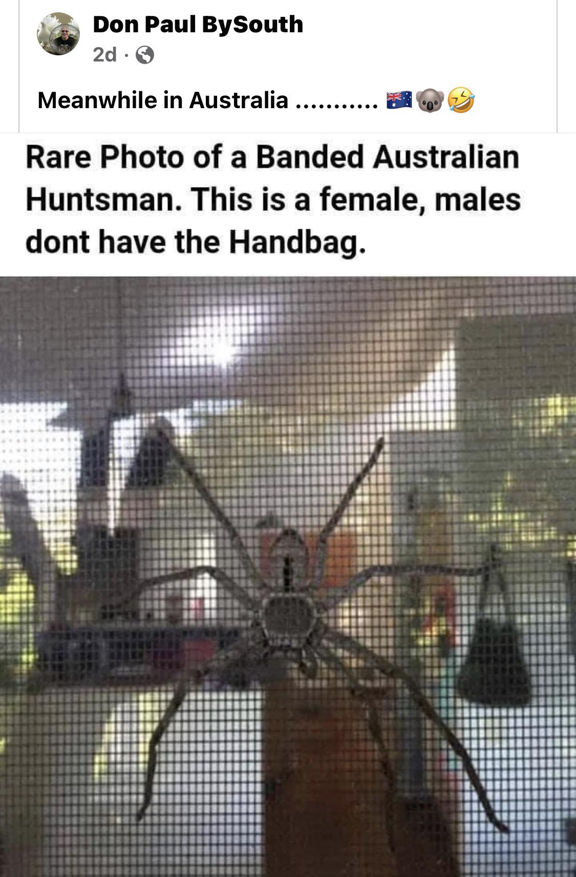 daily dose of pics and memes - fauna - Don Paul BySouth 2d Meanwhile in Australia .... ..... Rare Photo of a Banded Australian Huntsman. This is a female, males dont have the Handbag. 7