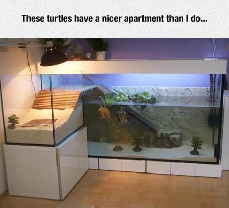 daily dose of pics and memes - best turtle tank - These turtles have a nicer apartment than I do... 1053