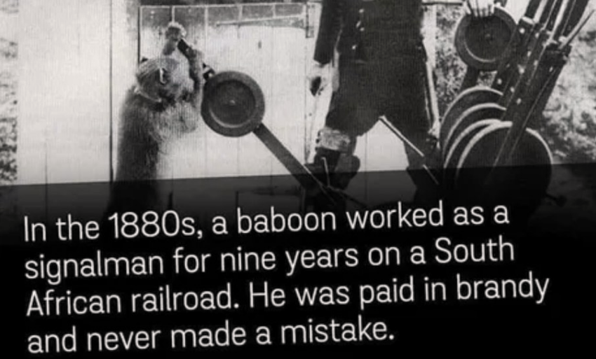 daily dose of randoms - hcv insurance - 85223 In the 1880s, a baboon worked as a signalman for nine years on a South African railroad. He was paid in brandy and never made a mistake.