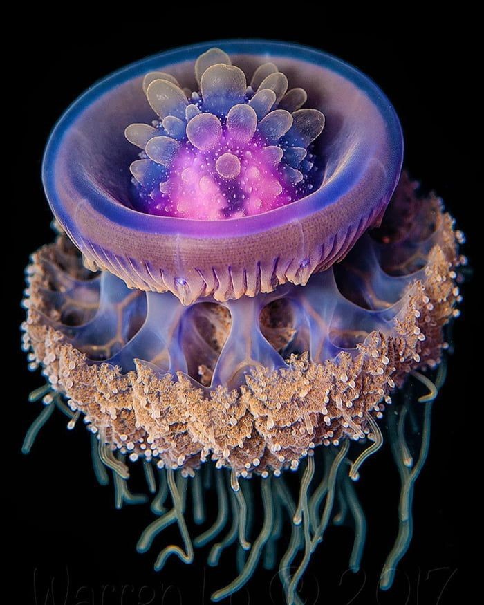 daily dose of randoms - crown jelly fish - R