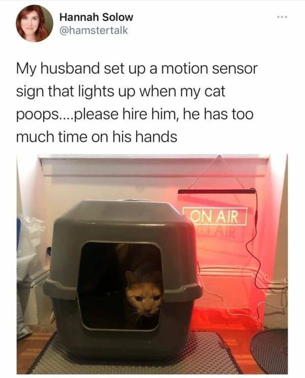 daily dose of randoms - Photograph - Hannah Solow My husband set up a motion sensor sign that lights up when my cat hire him, he has too poops....please much time on his hands On Air