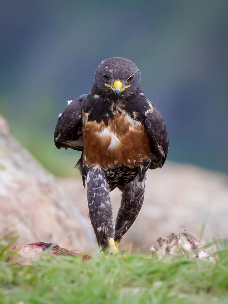 cool pics and memes - hawk walking