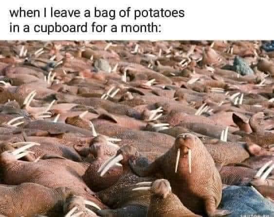 cool pics and memes - fauna - when I leave a bag of potatoes in a cupboard for a month