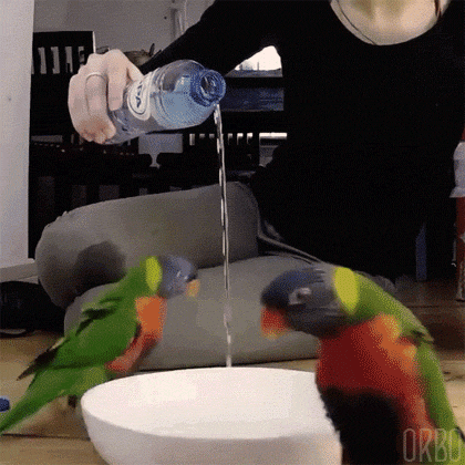 cool pics and memes - parrot dancing around water bowl - von Orbo
