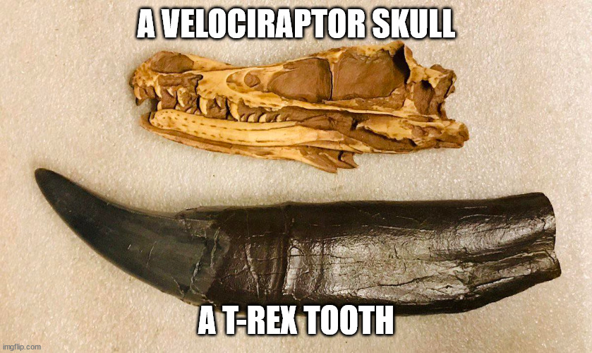 cool pics and memes - biggest t rex tooth - imgflip.com A Velociraptor Skull A TRex Tooth