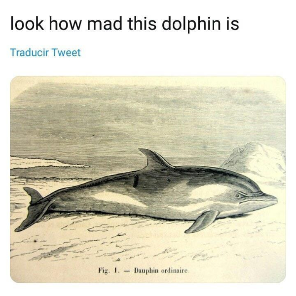funny pics and memes - ecology memes - look how mad this dolphin is Traducir Tweet Fig. 1. Dauphin ordinaire.