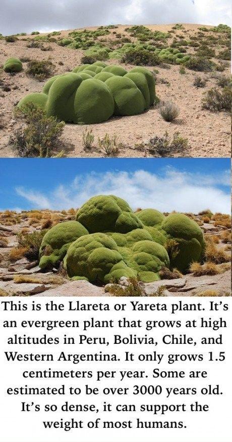 funny pics and memes - ancient plant - This is the Llareta or Yareta plant. It's an evergreen plant that grows at high altitudes in Peru, Bolivia, Chile, and Western Argentina. It only grows 1.5 centimeters per year. Some are estimated to be over 3000 yea