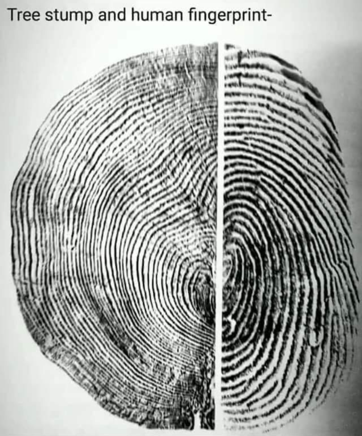 funny pics and memes - tree stump and fingerprint - Tree stump and human fingerprint
