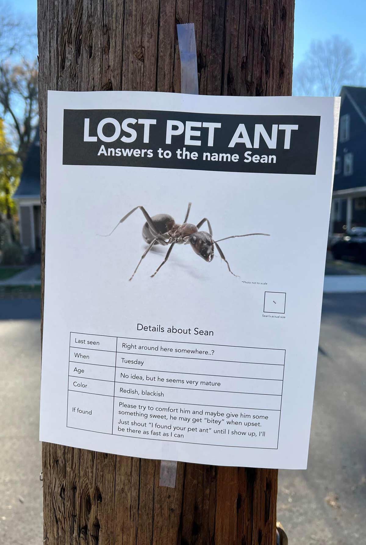 pics and memes daily dose - tree - Lost Pet Ant Answers to the name Sean Last seen When Age Color If found Details about Sean Photo not to scale Sean's actual size Right around here somewhere..? Tuesday No idea, but he seems very mature Redish, blackish P