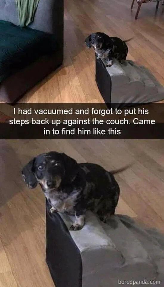 look of betrayal - I had vacuumed and forgot to put his steps back up against the couch. Came in to find him this boredpanda.com