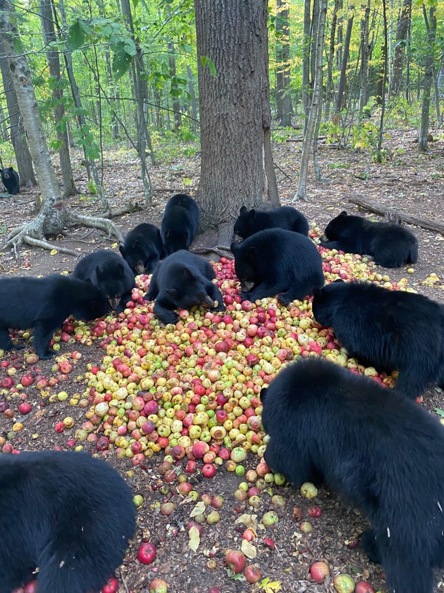 pics and memes daily dose - bears eating fermented apples