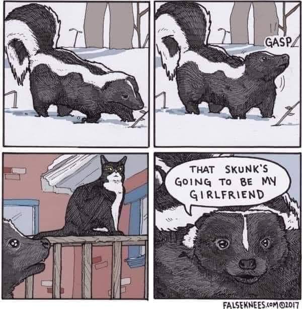 cat skunk memes - 6 Un Gasp That Skunk'S Going To Be My Girlfriend Falseknees.Com