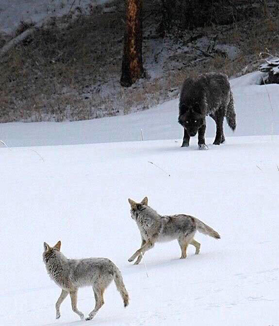 pics and memes daily dose - wolf compared to coyotes