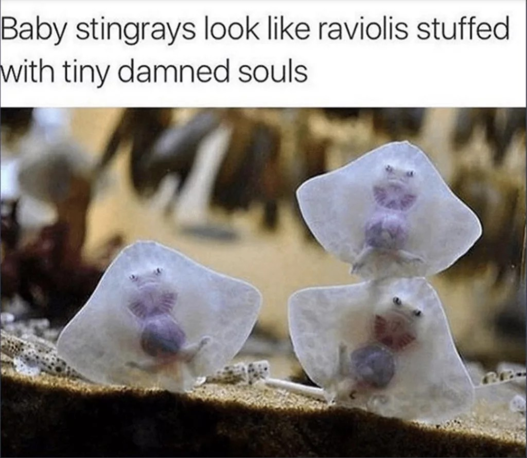 pics and memes daily dose - baby stingrays ravioli - Baby stingrays look raviolis stuffed with tiny damned souls
