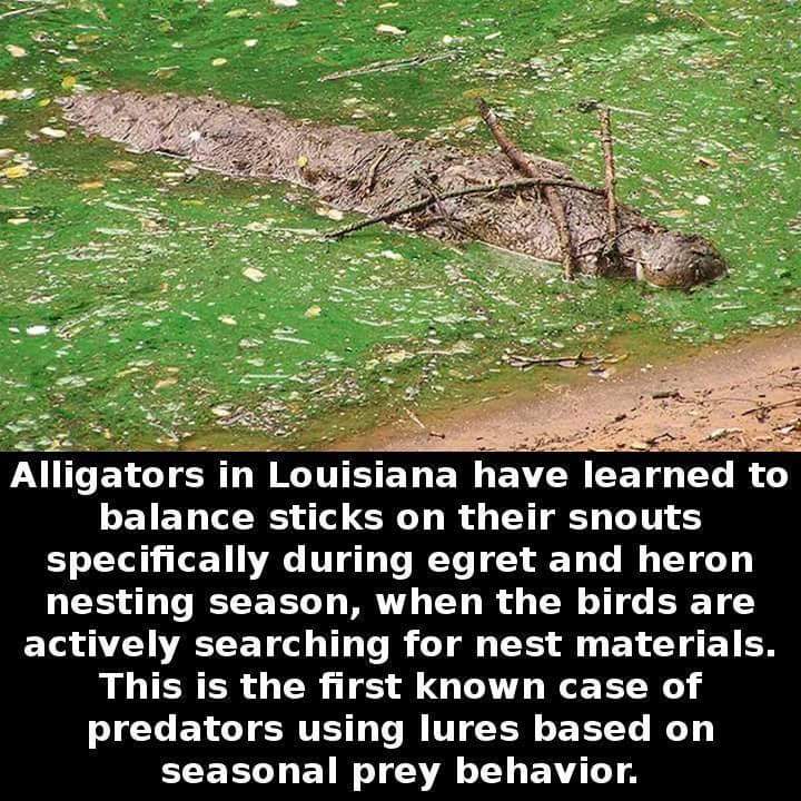 pics and memes daily dose - valley of fire state park - Alligators in Louisiana have learned to balance sticks on their snouts specifically during egret and heron nesting season, when the birds are actively searching for nest materials. This is the first 