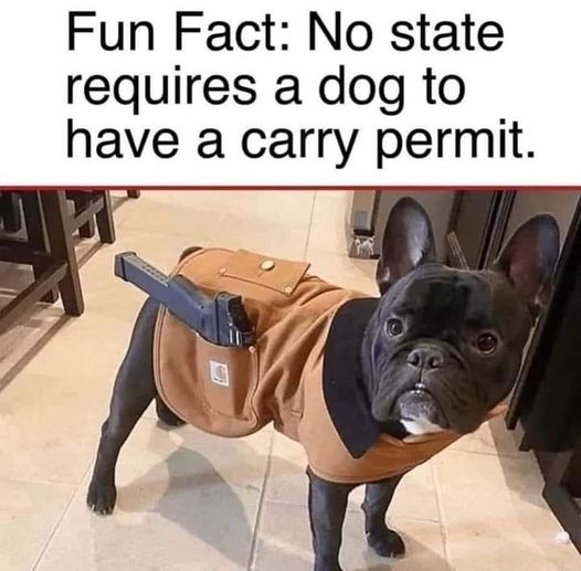 pics and memes daily dose - Dog - Fun Fact No state requires a dog to have a carry permit. S