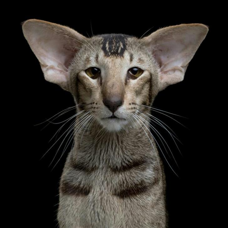 awesome pics and memes - oriental shorthair
