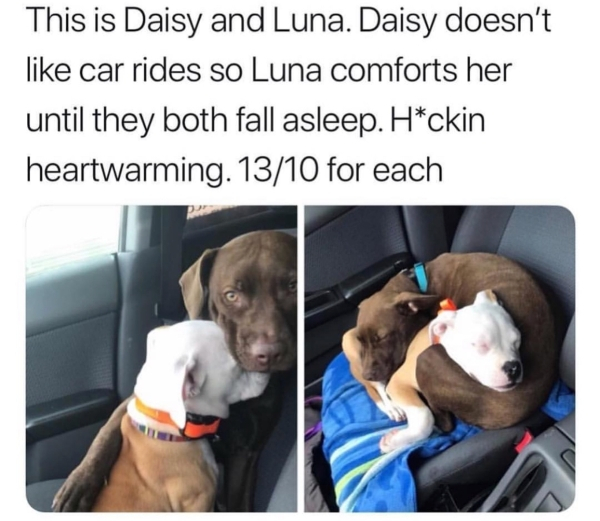 awesome pics and memes - Dog - This is Daisy and Luna. Daisy doesn't car rides so Luna comforts her until they both fall asleep. Hckin heartwarming. 1310 for each