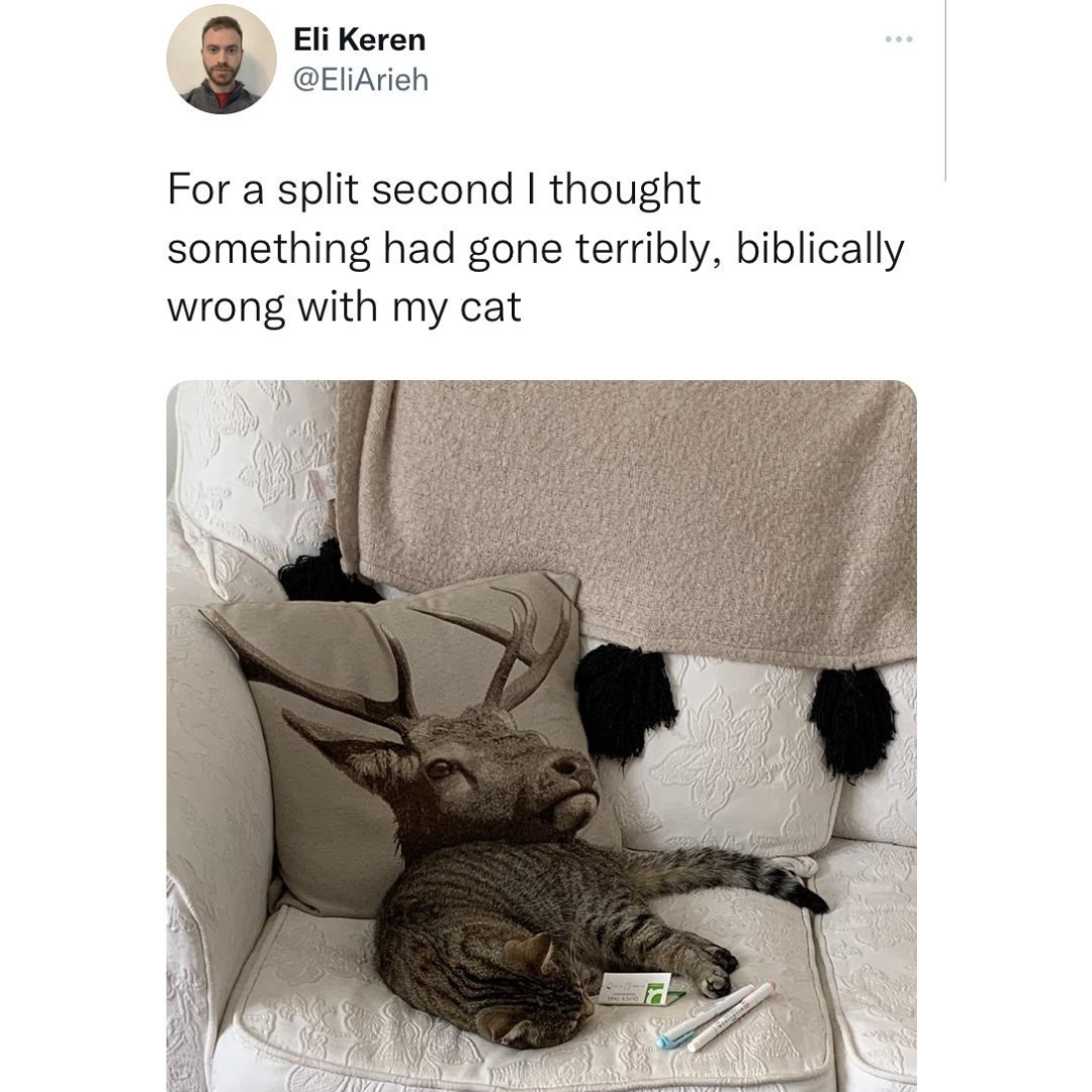 awesome pics and memes - furniture - Eli Keren For a split second I thought something had gone terribly, biblically wrong with my cat H