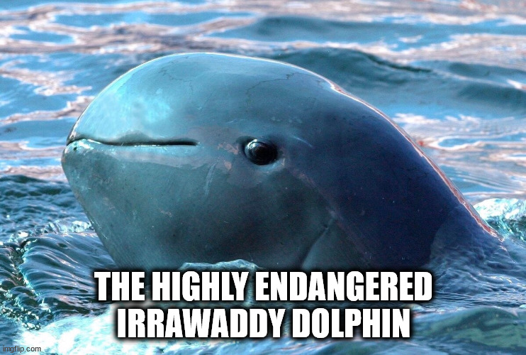 funny memes and random pics - irrawaddy dolphins - imgflip.com The Highly Endangered Irrawaddy Dolphin