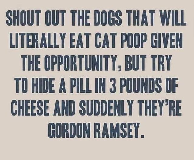 monday morning randomness - you may be one person - Shout Out The Dogs That Will Literally Eat Cat Poop Given The Opportunity, But Try To Hide A Pill In 3 Pounds Of Cheese And Suddenly They'Re Gordon Ramsey.