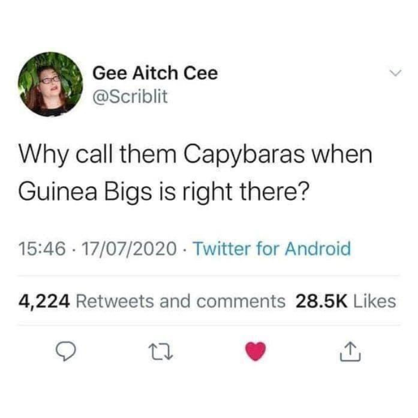 monday morning randomness - silento lil cousin finna come over - Gee Aitch Cee Why call them Capybaras when Guinea Bigs is right there? 17072020 Twitter for Android 4,224 and 27