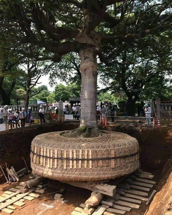 monday morning randomness - japan tree transplant