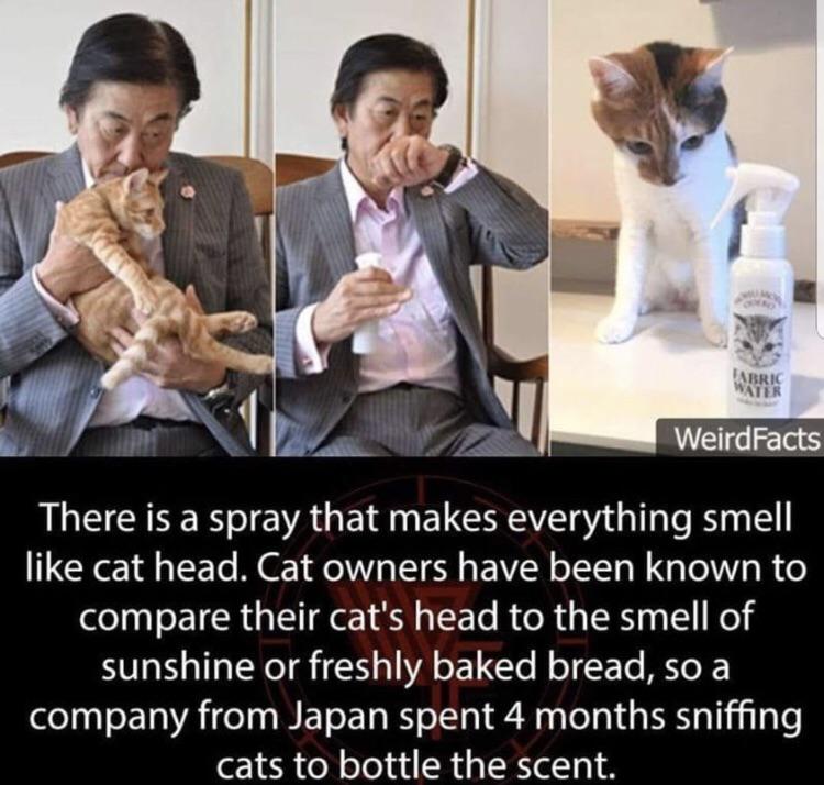 Fabric Water Weird Facts There is a spray that makes everything smell cat head. Cat owners have been known to compare their cat's head to the smell of sunshine or freshly baked bread, so a company from Japan spent 4 months sniffing cats to bottle the…