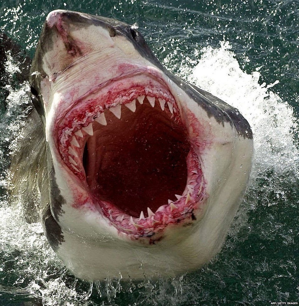 great white shark maw - AfpGetty Images